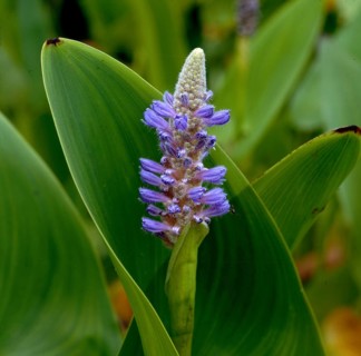 Pickerelweed,