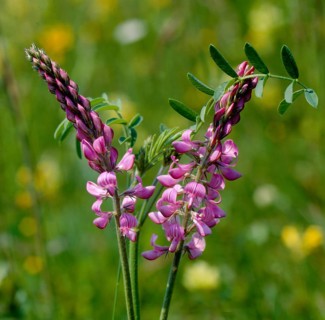 Sainfoin,