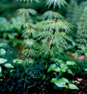 Wood horsetail,