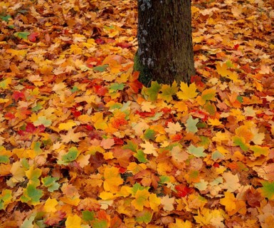 Maple leaves in autumn colour, tree trunk