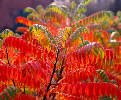 Staghorn sumac,