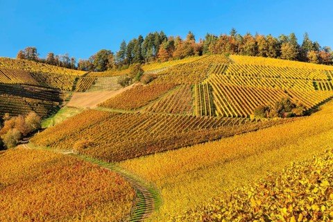 Vineyards in autumn near Durbach, Black Forest