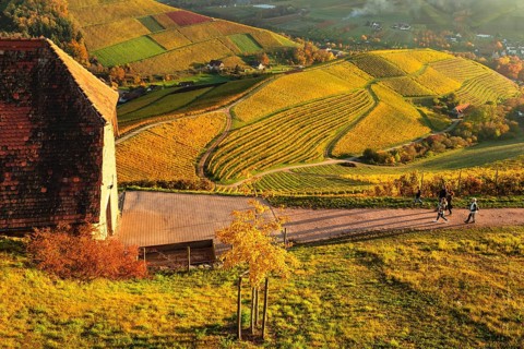 Hikers in the vineyards near Staufenberg Castle, Durbach
