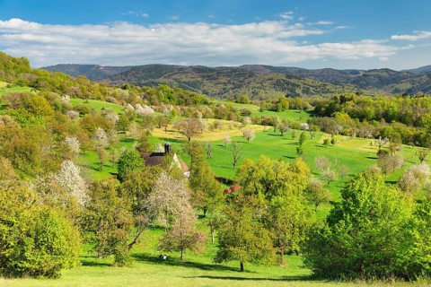Cherry blossom at the Berghausen chapel near Ebringen, Markgraefler Land