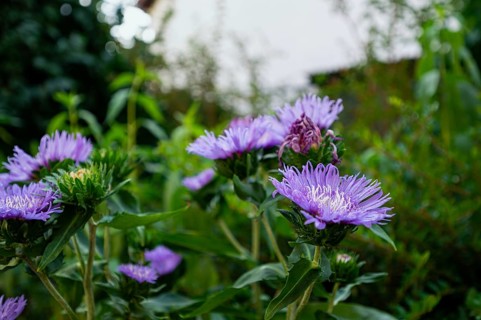 A cornflower asters,