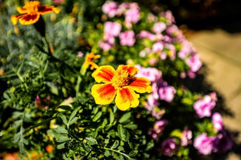 A student flower,
