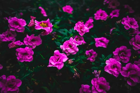 Red petunias,