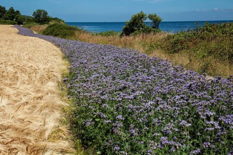 Wheat field with field of Scorpionweed,