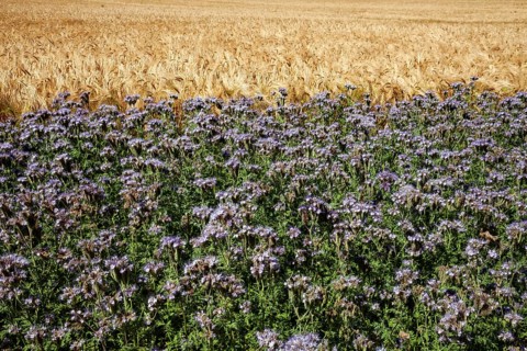 Wheat field with field of Scorpionweed,