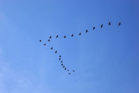 Wedge-shaped flock of birds in the sky,