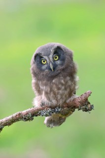 Tengmalm's Owl,