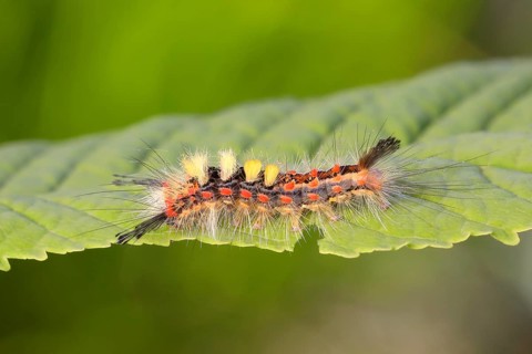 Rusty tussock moth,