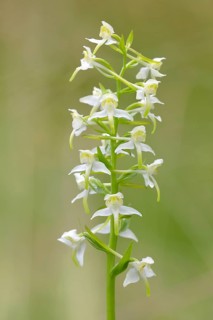 Greater butterfly-orchid,