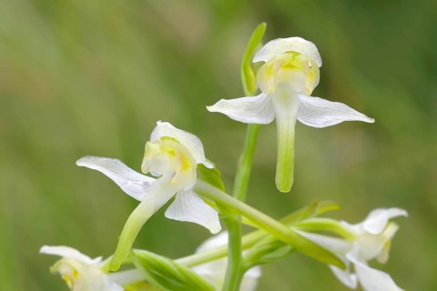 Greater butterfly-orchid,