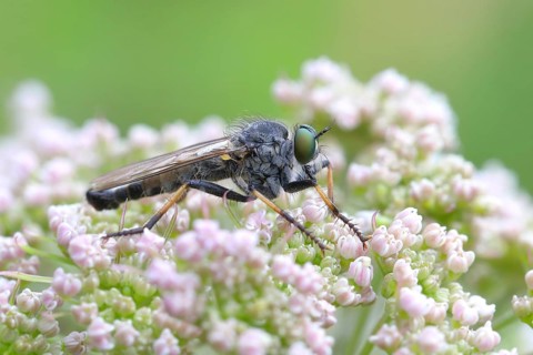 Garden robber fly,