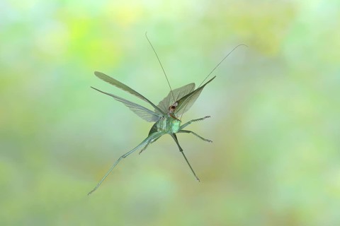 Great green bush cricket,