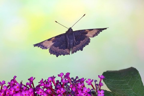 Small tortoiseshell,