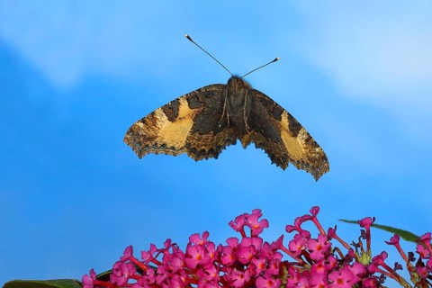 Small tortoiseshell,