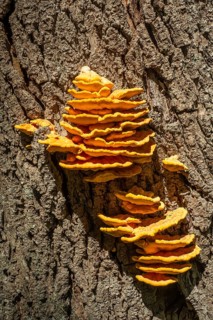 Sulphur Polypore,