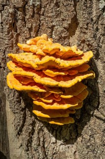 Sulphur Polypore,