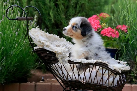 Australian Shepherd domestic dog,