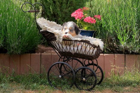 Australian Shepherd domestic dog,