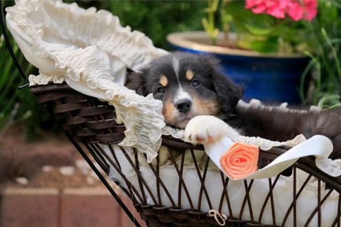 Australian Shepherd domestic dog,