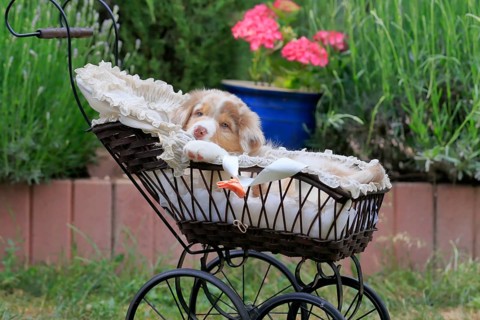 Australian Shepherd domestic dog,