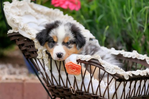 Australian Shepherd domestic dog,