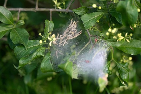 European spindle ermine,