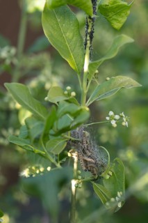 European spindle ermine,