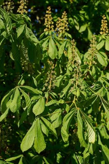 Horse chestnut,