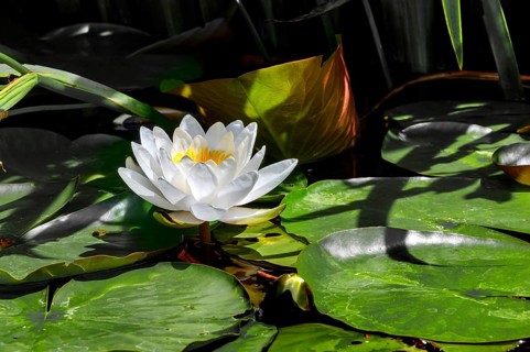 European white water lily,