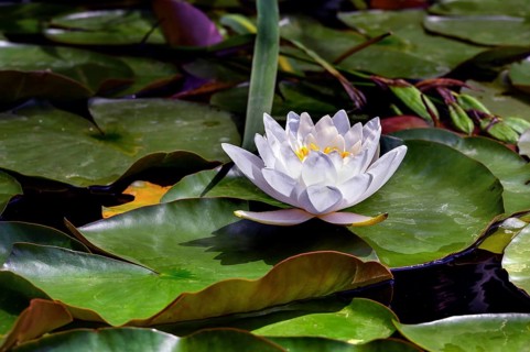European white water lily,