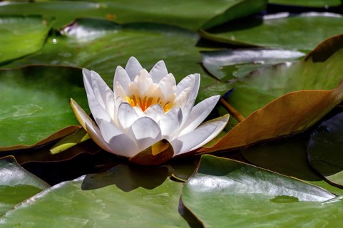 European white water lily,