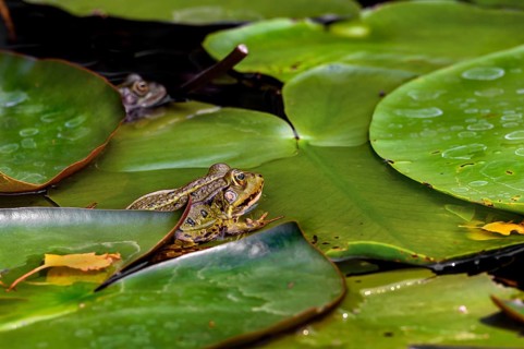 Green frog,