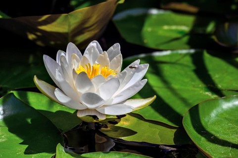 European white water lily,