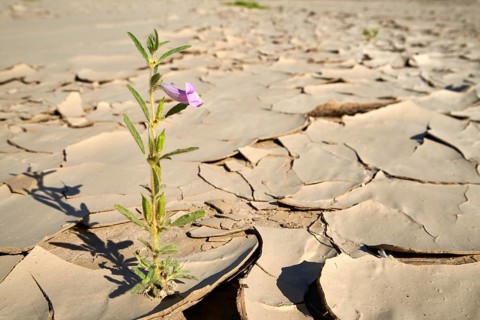 Symbolic Image, Hope
