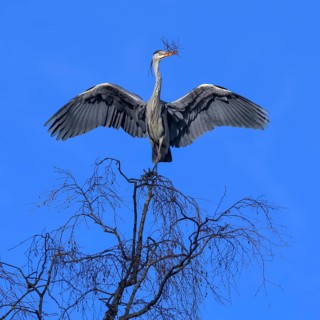 Grey heron,