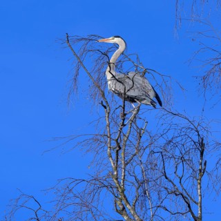 Grey heron,