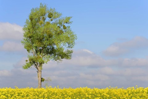 Poplar,