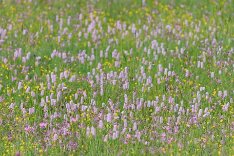 Meadow with wildflowers, buttercup