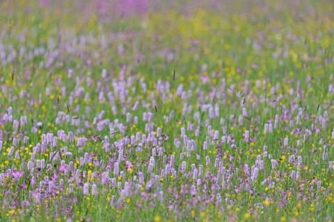 Meadow with wildflowers, buttercup