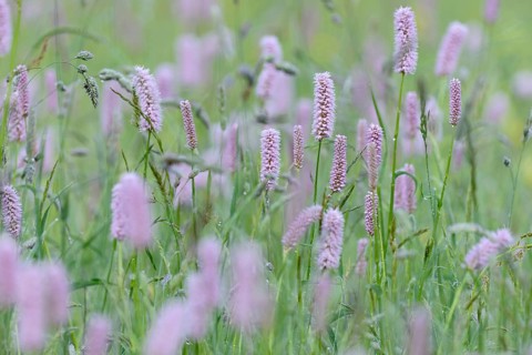 Meadow with meadow bistort,