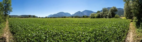 Vegetable field in the Rosental, near Ferlach