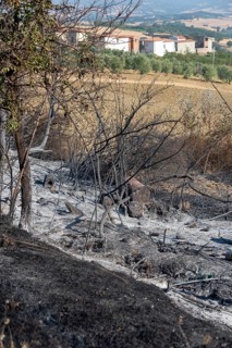 Burn marks, forest fire
