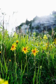 Mountain arnica,