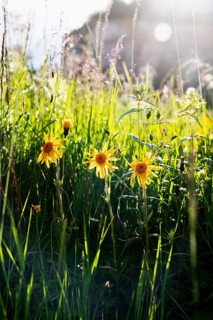 Mountain arnica,