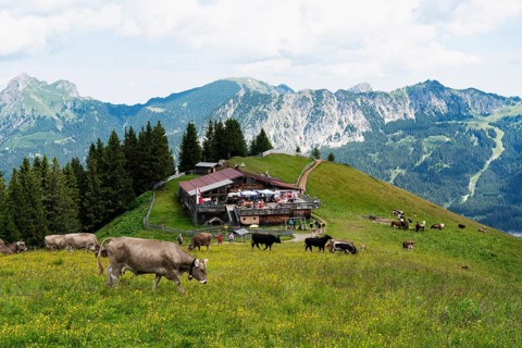 Cows, in the back Almwirtschaft Grundhuette on Neunerkoepfle