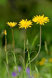 Meadow salsify,